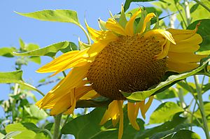Sunflower looking down