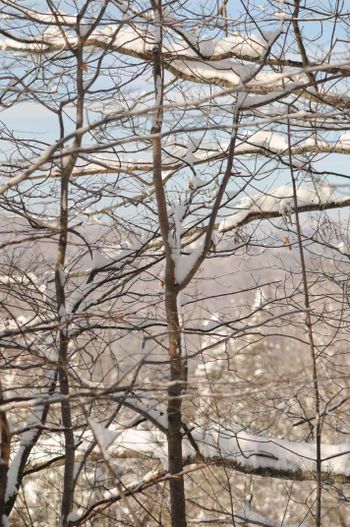 Snowy mountain branches