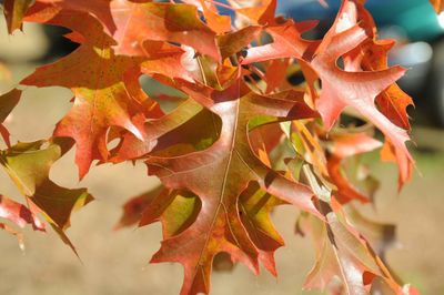 Golden Orange Oak Leaves