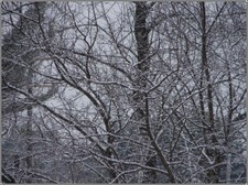Snowy_trees
