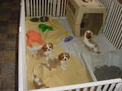 8wkpuppen
