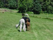3alpaca_1