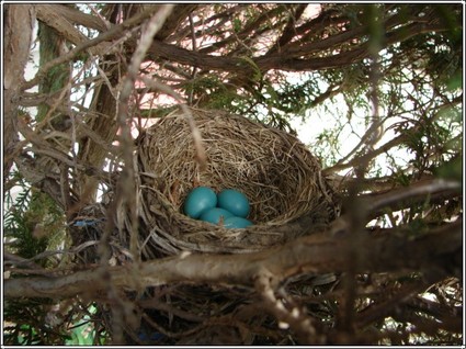 Robin_eggs