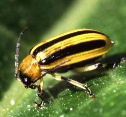 CucumberBeetleStriped_Cr