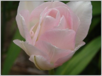 Tulip_6