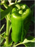 1st_pepper