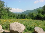 Flowermt