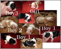 5daypups_1