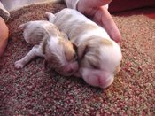 Bigsmall6days_2