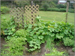 August_garden August_garden