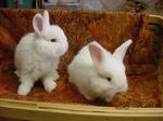buns4wk