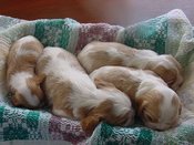 3wkpupsleep