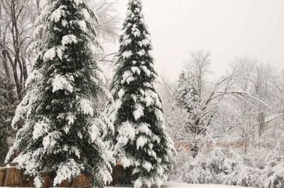 Snow on the trees
