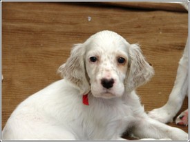 Youngredhead Youngredhead