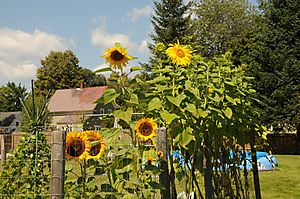 Sunflower family