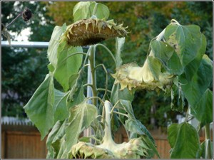 Drooping_autumn_sunflowers