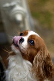 Tongue