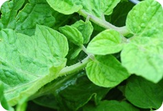 bug on tomato bug on tomato