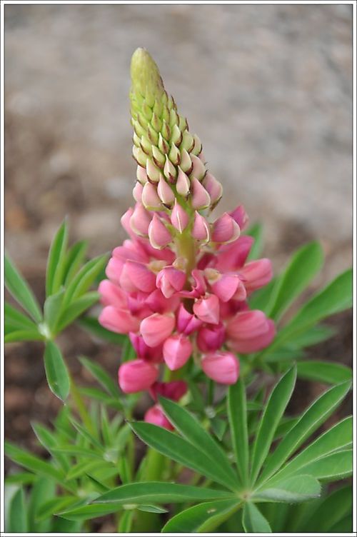 Lupine