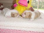 2pup11days