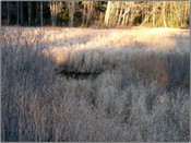 Tall_grass_1