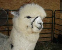Alpaca smiling