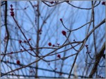 Treebuds_2