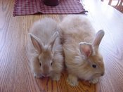 2buns