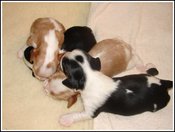 12dayblisspups