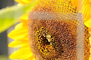 Sunflower bzzzzzz