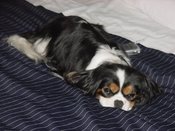 Blissleep