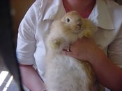 Fawnbelly