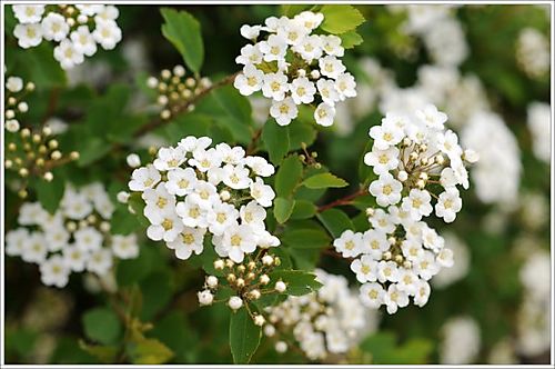 Bridal Wreath