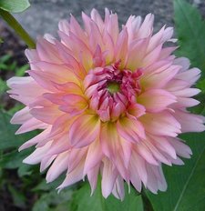 Peachdahl