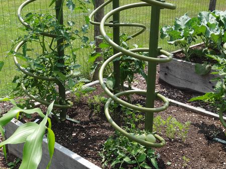 Midsummergardentomato Midsummergardentomato