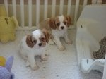Pups7wk1