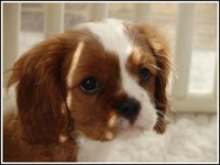 10week_bobbity_head1 10week_bobbity_head1