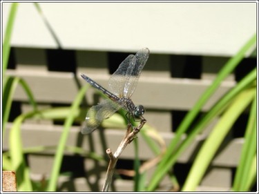 Dragonfly3_1