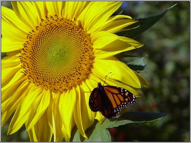 Sunflower_monarch2 Sunflower_monarch2