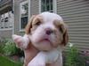 pup1