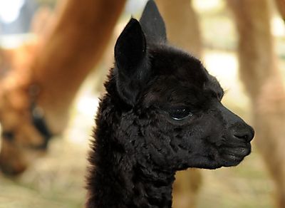 Alpaca