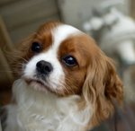 Shelley1_4