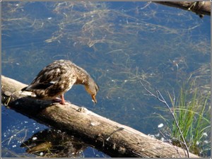 Duck_peering_in_water_2