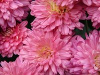 Pinkaster_1
