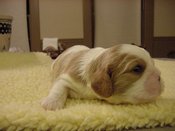 Bigboy2wk1_1