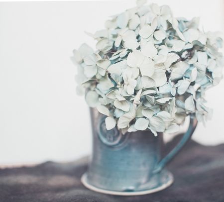 Hydrangeacup Hydrangeacup