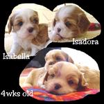 4wksold