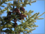 Pinecones_2