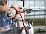 Sheep_halter