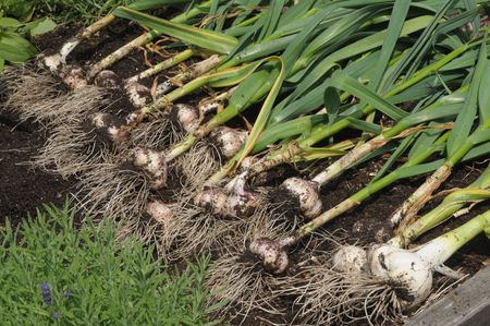 Harvested garlic